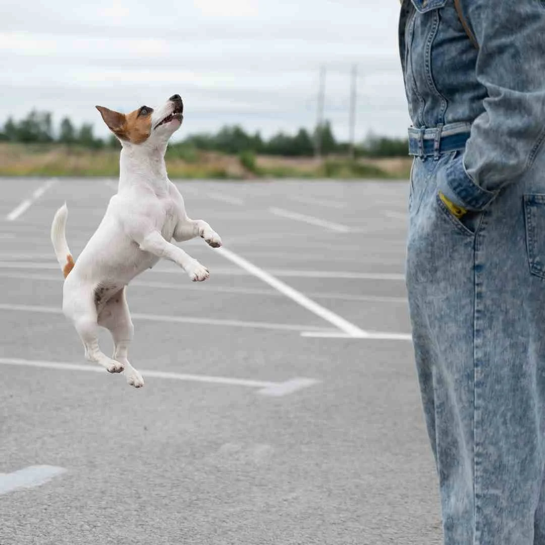 The Realistic, Honest Guide to Overexcited Dogs — Best Mate Dog ... - Dog Excessively Barks When Excited
