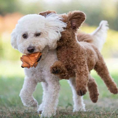 Training a Poodle - a Realistic, Honest Poodle Training Guid…