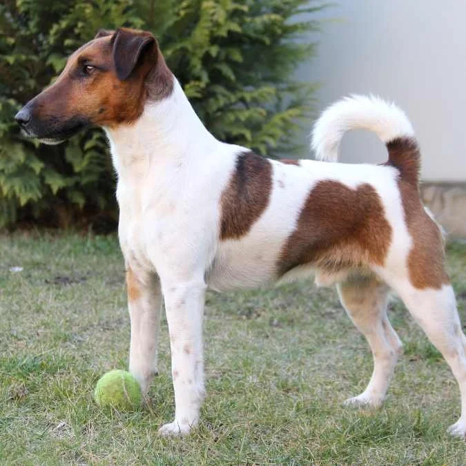Training Fox Terriers - A Realistic, Honest Fox Terrier Dog Training ...