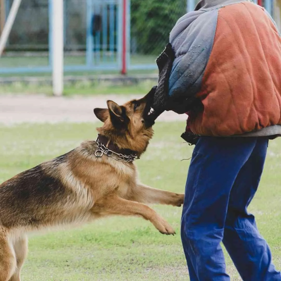 German Shepherd Training Techniques Balancing Protection And Obedience