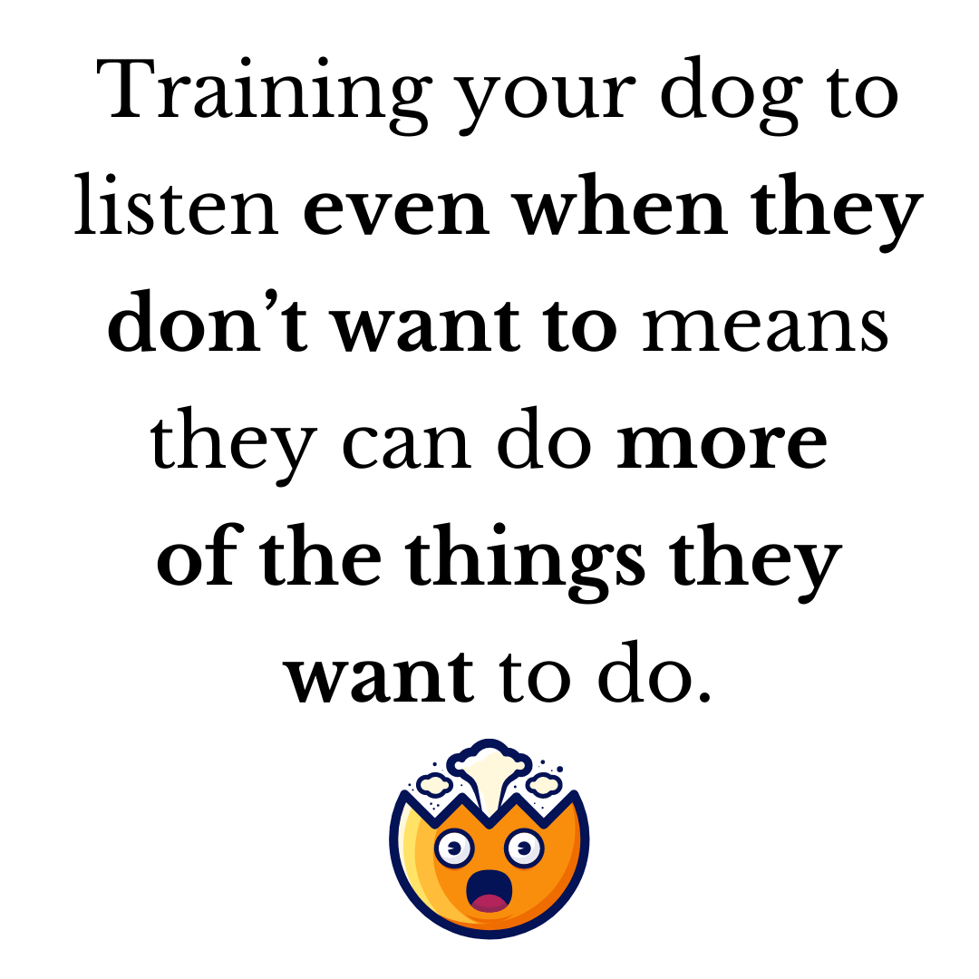 What is Balanced Dog Training Balanced Dog Training vs Positive New