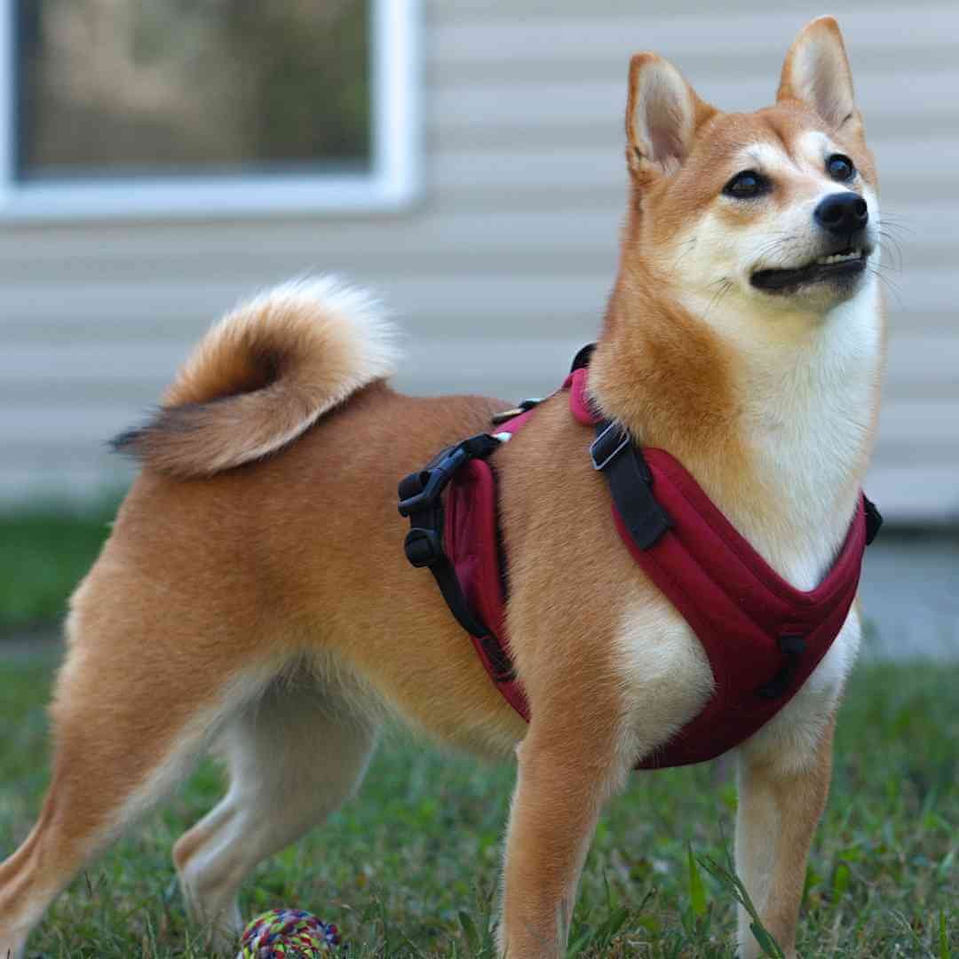 Best Dog Collars, Halters & Leads to Stop Dog Pulling — Best Mate Dog Training TreatFree