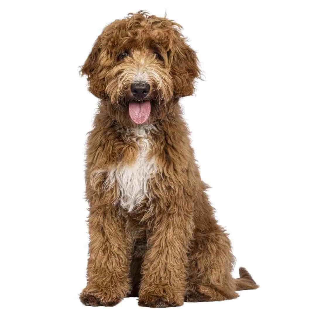 Training Labradoodles — Best Mate Dog Training Online dog training without treats NZ & AU