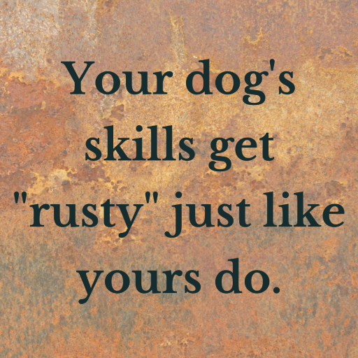 Dog Training Blog FoodFree Online Dog Training Course New Zealand