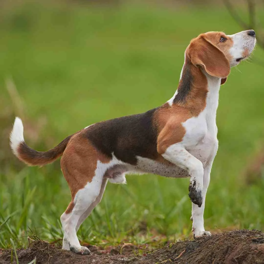 Are Beagle Dogs Easy to Train? Expert Tips for Success
