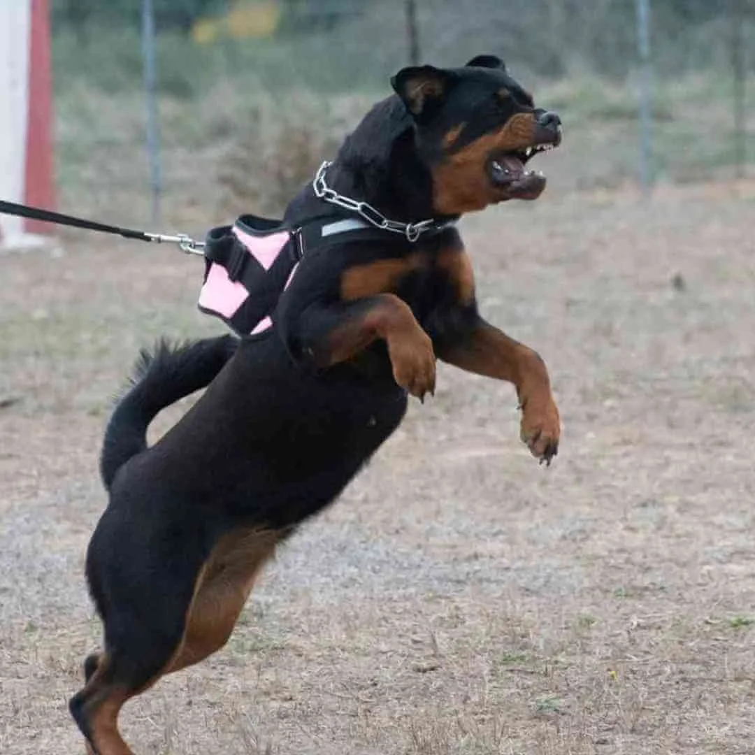 Aggressive Rottweiler Training Rottweilers - An Honest, Realistic Rottweiler Training Guide ...