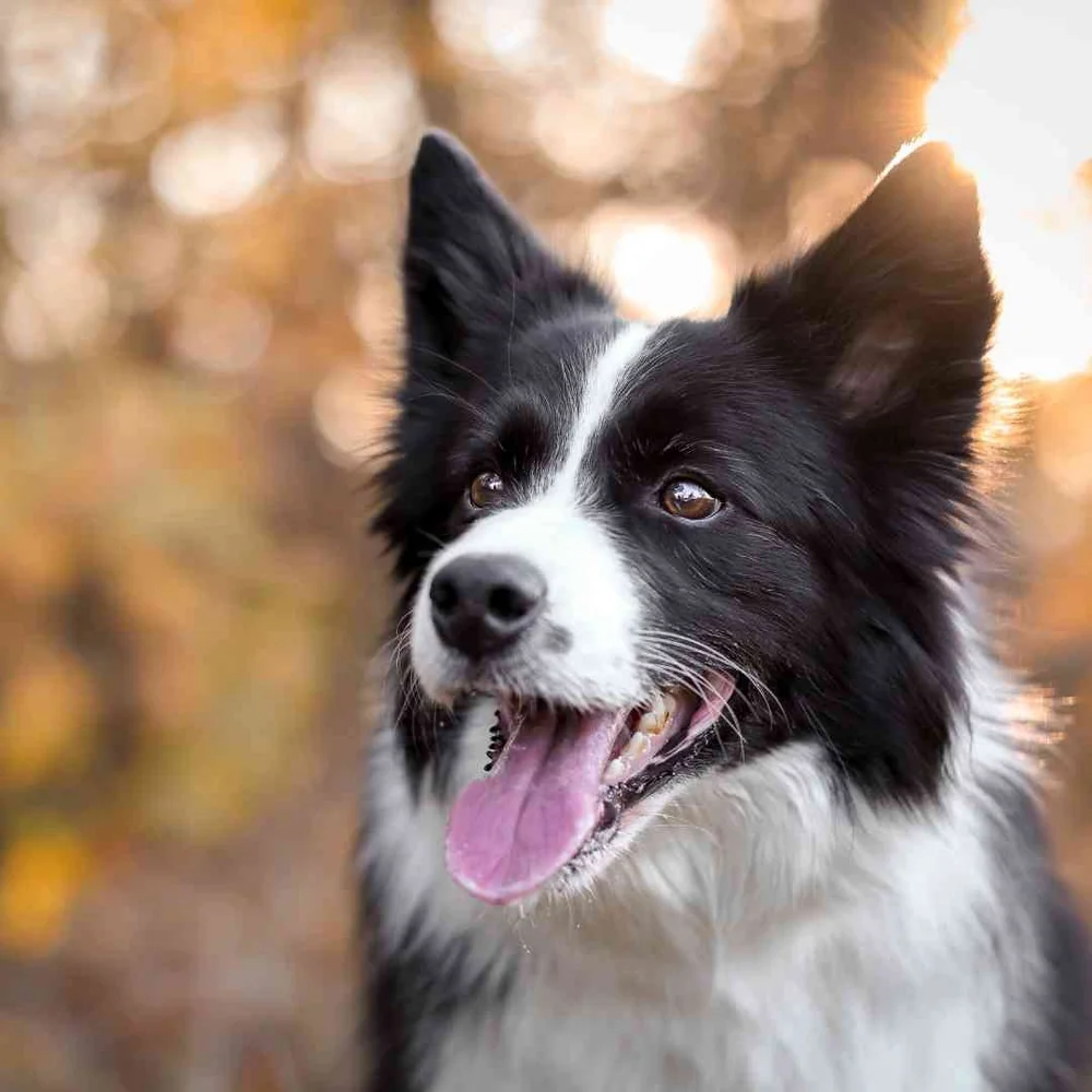 Training a Border Collie — Best Mate Dog Training Online dog training