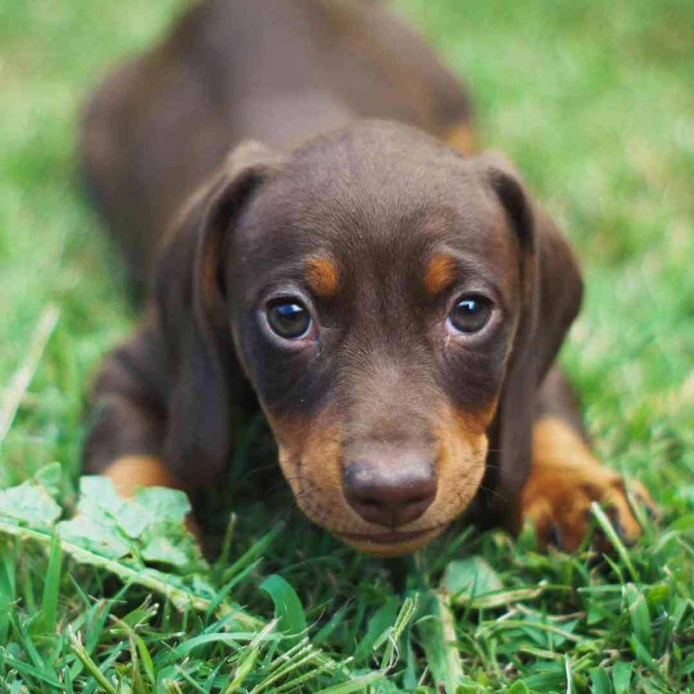 Training Anxious Dogs - The Realistic, Honest Guide to Anxious Dog ... - Anxious Dog Decision Making