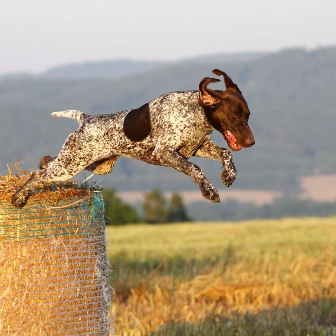 Training GSP - A Realistic, Honest GSP Training Guide — Best Mate Dog ...