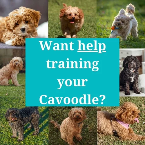 Training Cavoodles - A Realistic & Honest Cavoodle Training Guide ...