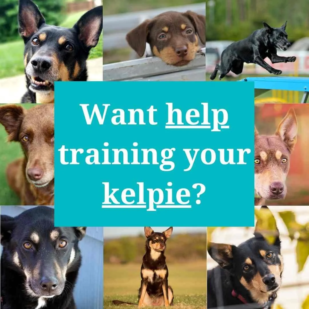 training-kelpies-as-pets-a-realistic-honest-kelpie-training-guide