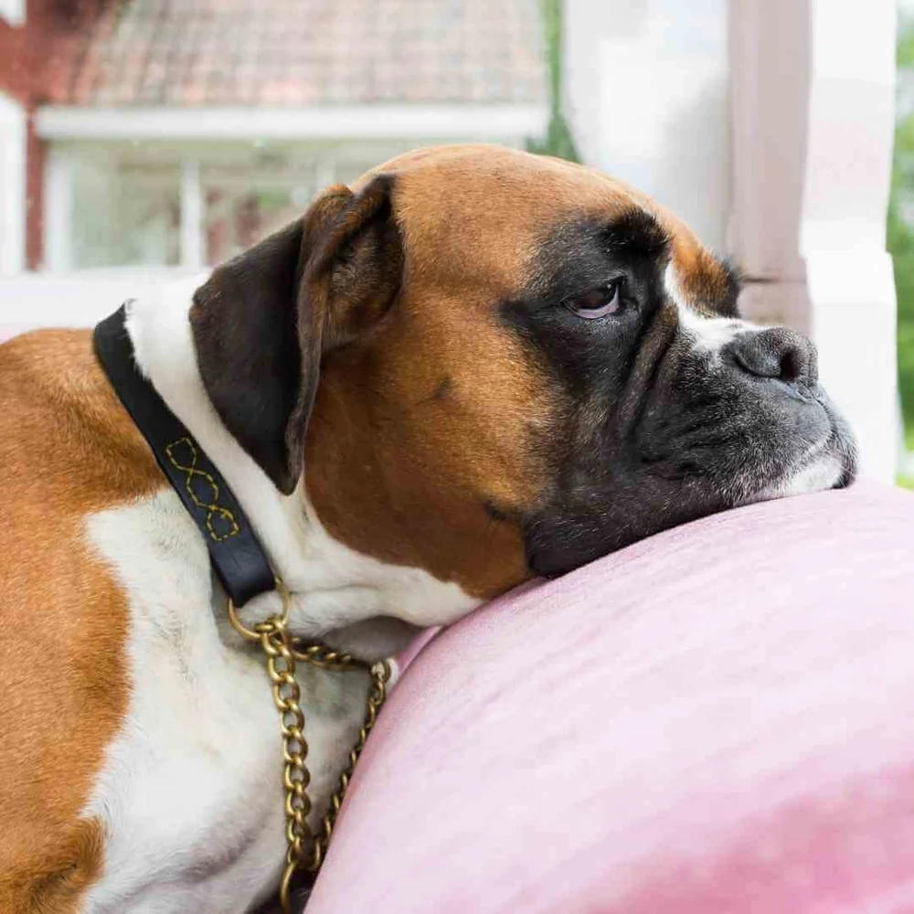 Stopping Your Dog Barking - The Realistic, Honest Guide to Dog Barking ... - Dog Stops Barking At Random Movements And Gestures Outside