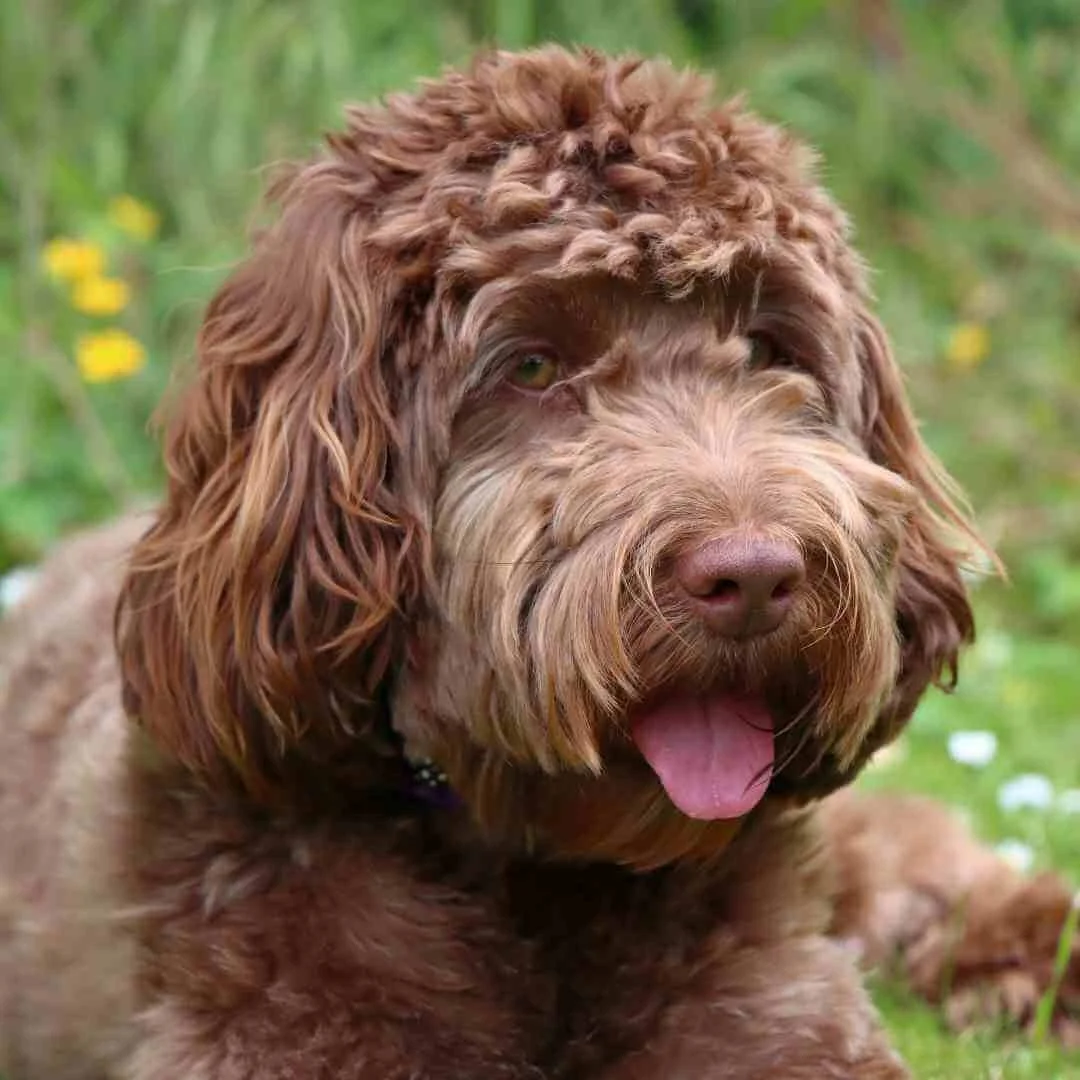 Training Spoodles - A Realistic, Honest Spoodle Training Guide — Best ...
