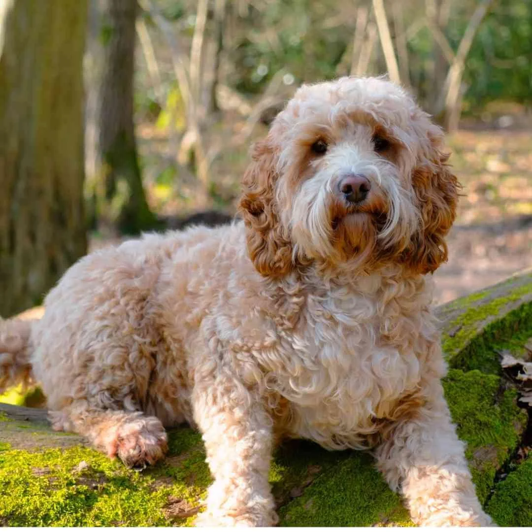 Training Spoodles - A Realistic, Honest Spoodle Training Guide — Best ...