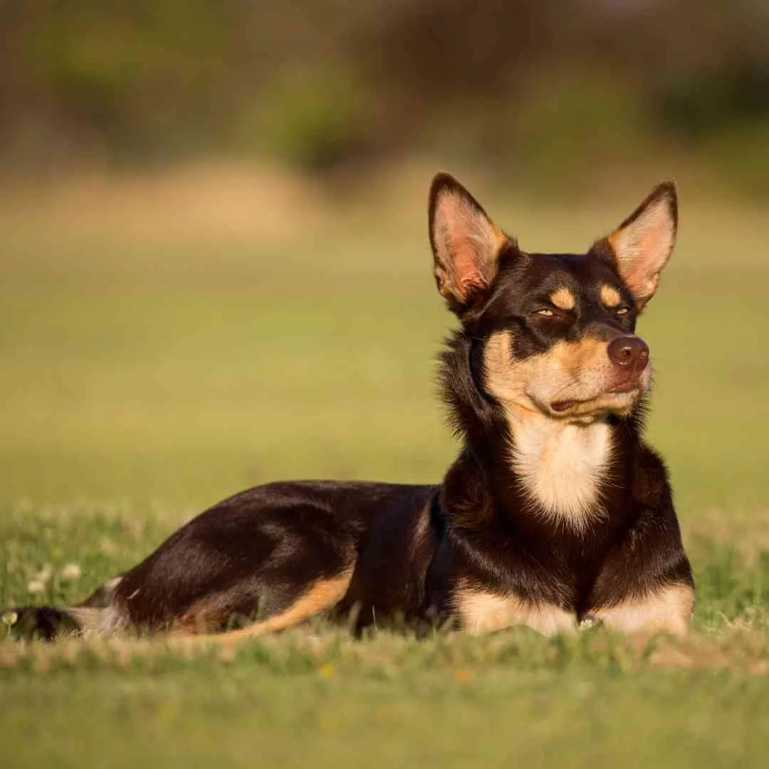 Training Kelpies (as pets) A Realistic, Honest Kelpie Training Guide — Best Mate Dog Training
