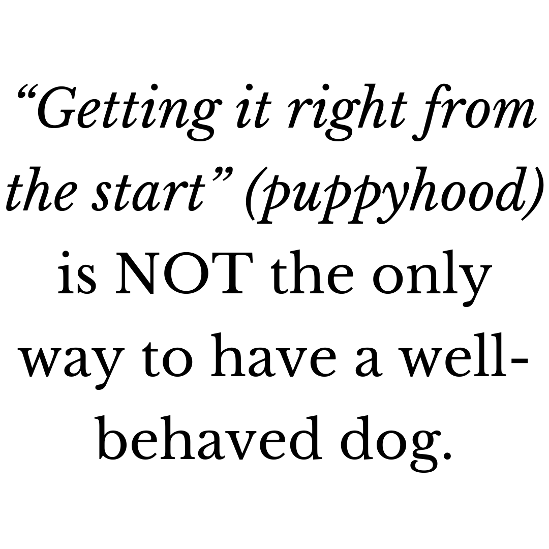 Dog Blog FoodFree Online Dog Training Course New Zealand — Best Mate