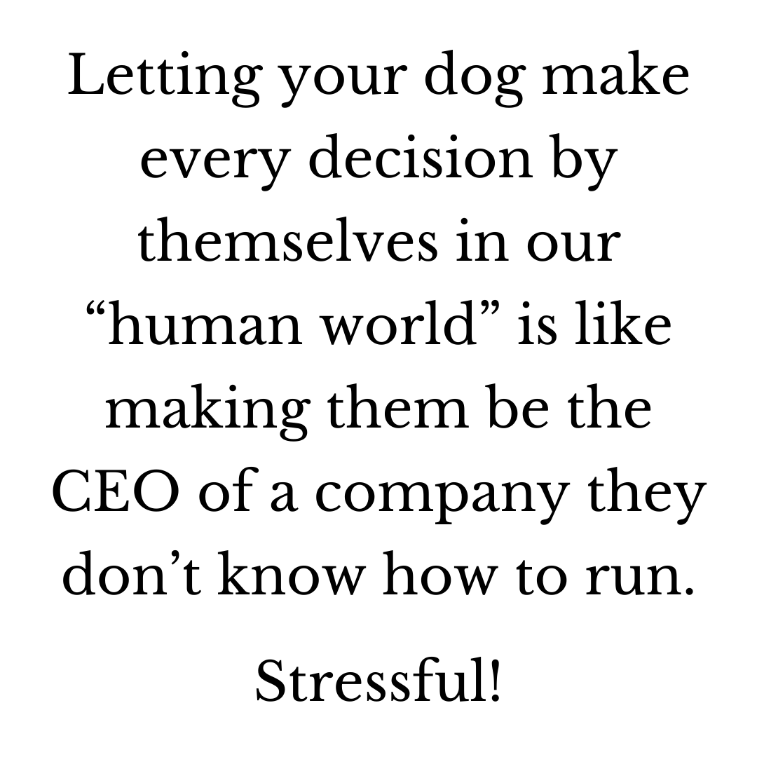 Dog Training for Reactive Dogs - The Realistic, Honest Guide to ...