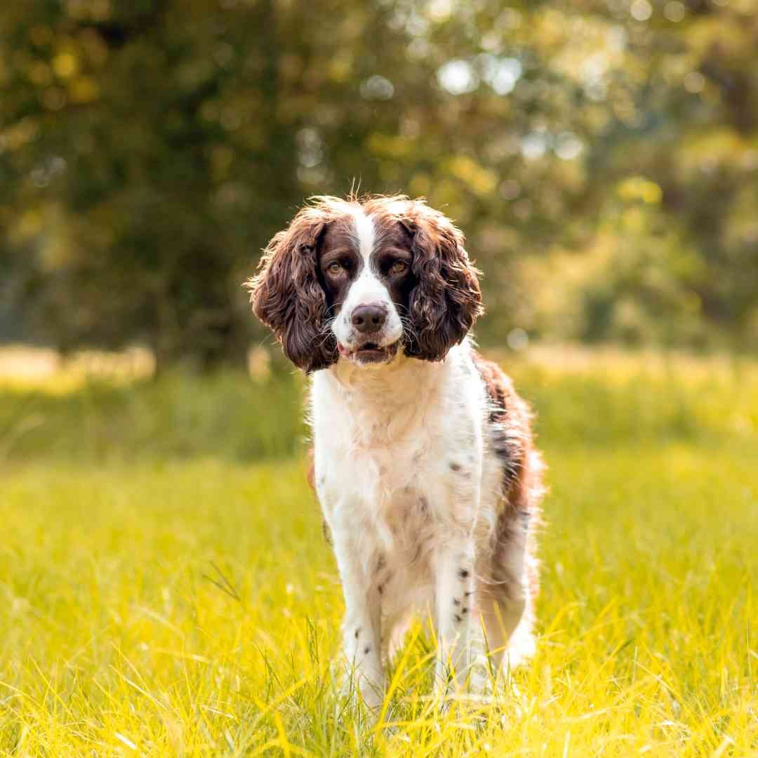springer-spaniel-dog-training-a-realistic-honest-springer-spaniel
