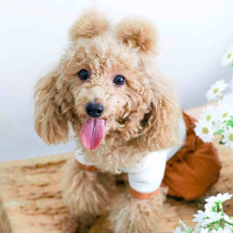 Training a Poodle - a Realistic, Honest Poodle Tr…