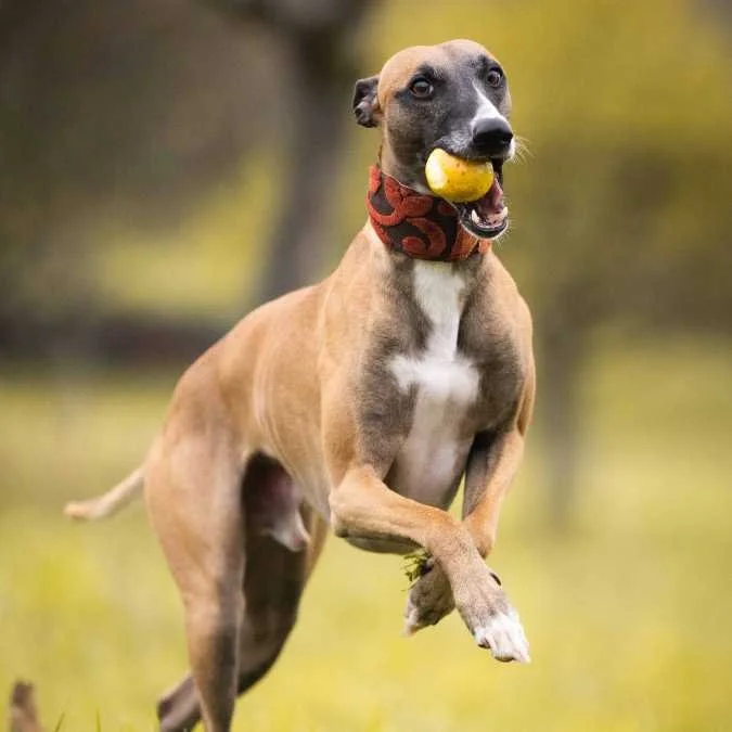 Training Greyhounds - The Honest Greyhound Dog Training Guide — Best ...