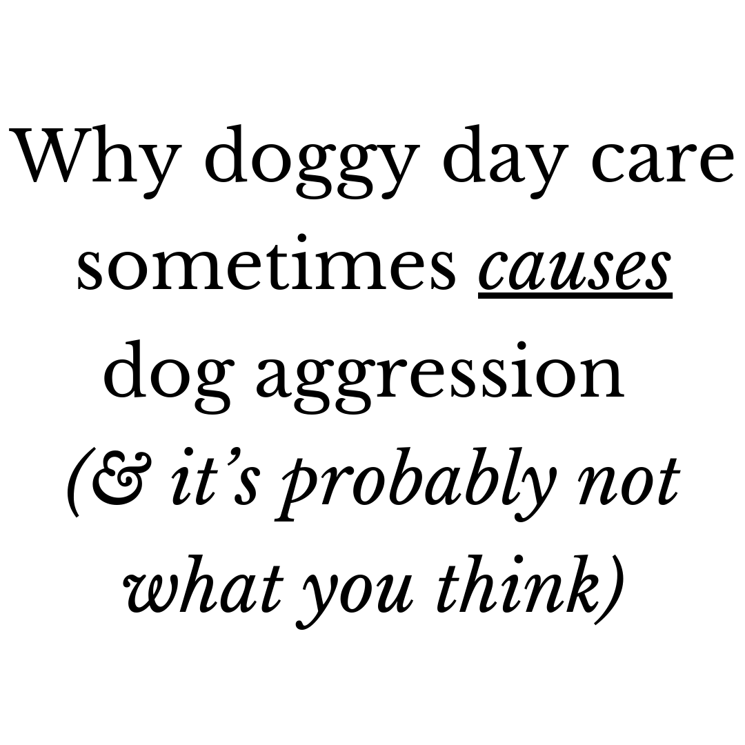 Can dog daycare cause aggression? — Best Mate Dog Training TreatFree