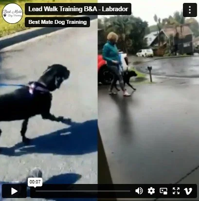 Training Labradors - A Realistic, Honest Labrador Training Guide — Best ...