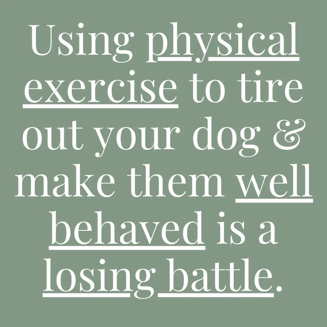 How Do You Tire Out A Dog