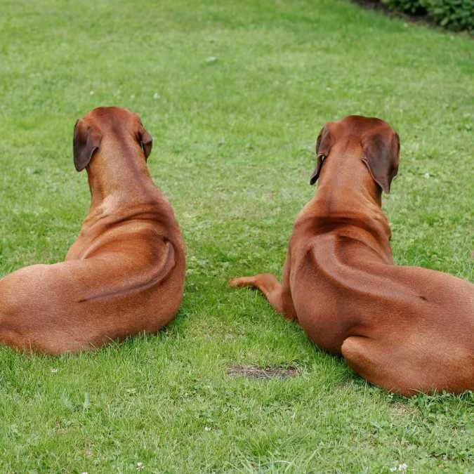 Training Rhodesian Ridgebacks - The Honest Rhodesian Ridgeback Training ...
