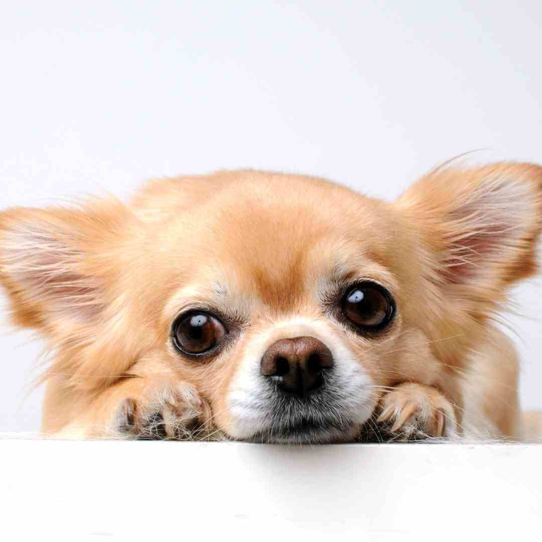 A closer look at Anxious Dog Decision Making