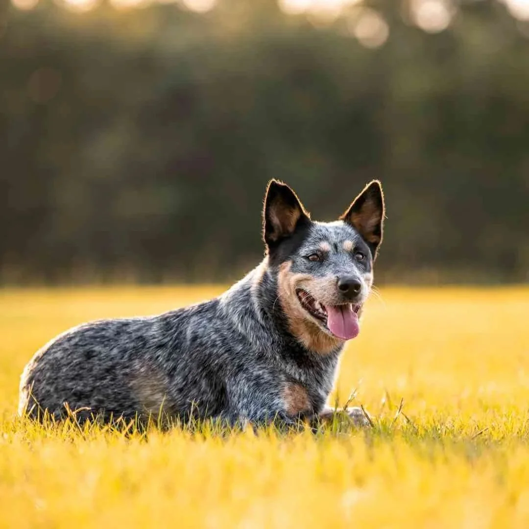 Blue Heeler Puppy Tips: Essential Tricks for Happy, Healthy Pups