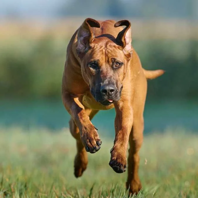 Training Rhodesian Ridgebacks - The Honest Rhodesian Ridgeback Training ...