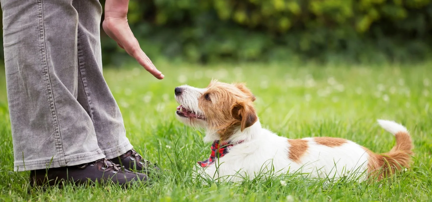 How To Pick A Dog Trainer