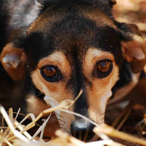 Picture of Training Anxious Dogs - The Realistic, Honest Guide to Anxious Dog ...
