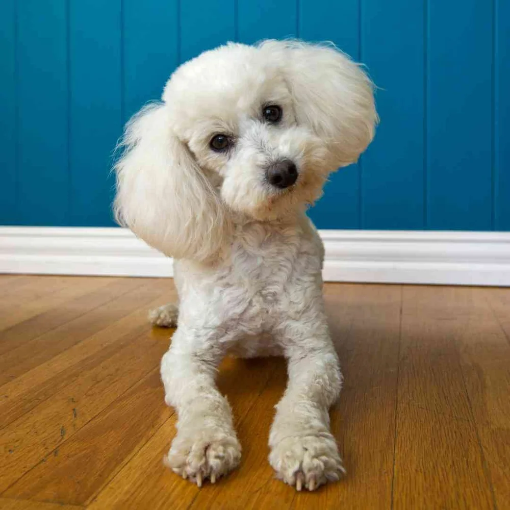 Training a Poodle - a Realistic, Honest Poodle Training Guide — Best ...
