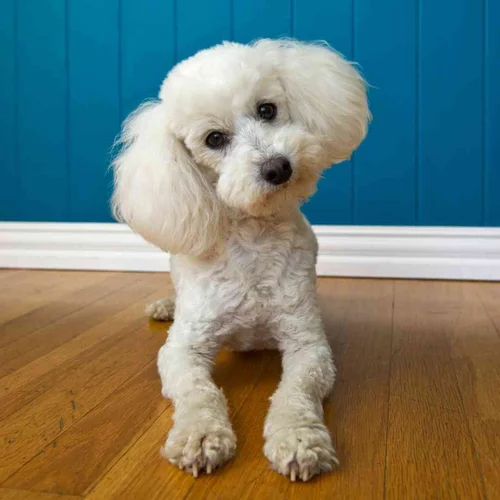 Training a Poodle - a Realistic, Honest Poodle T…