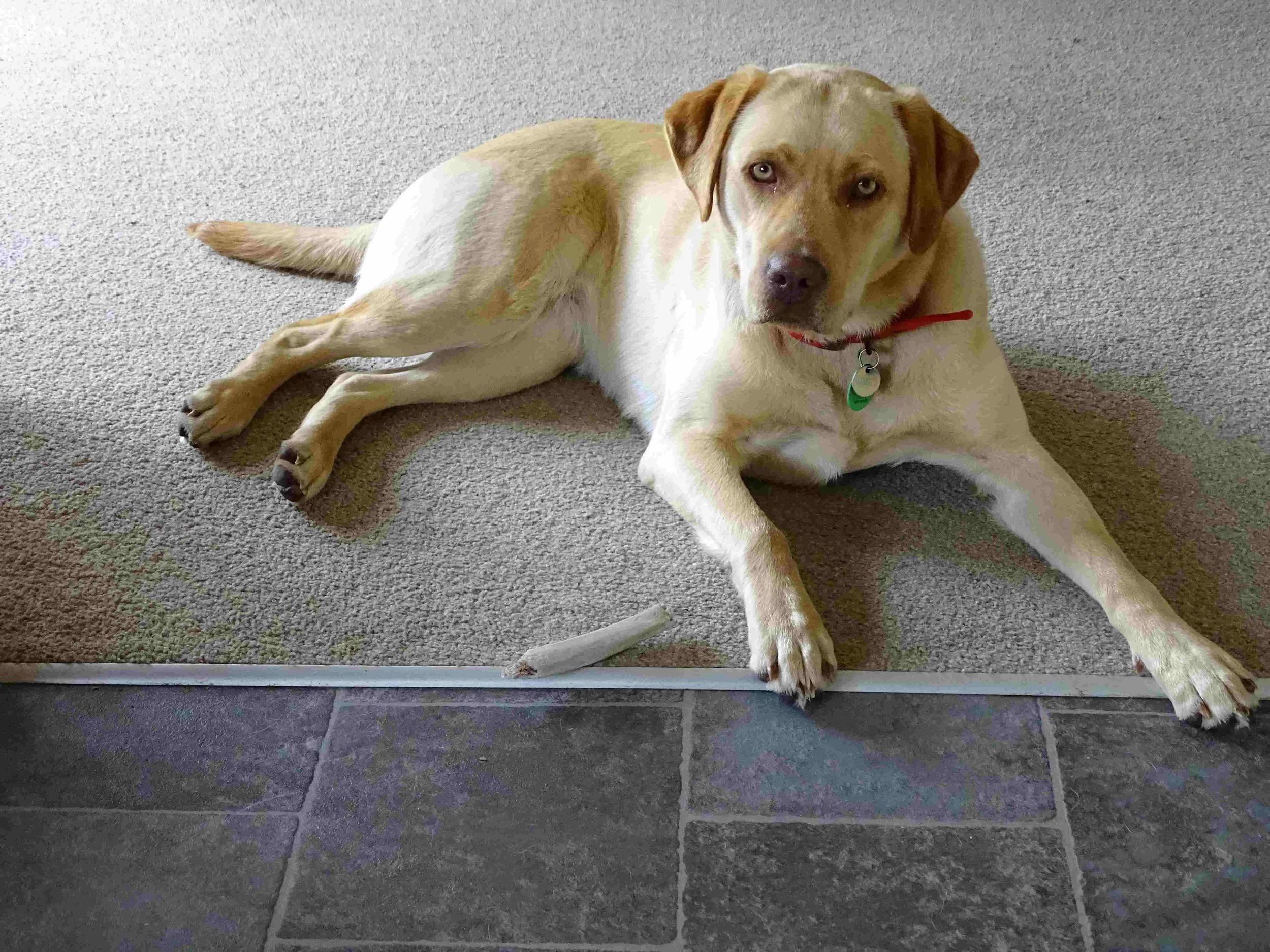 Dog Training Reviews Online Dog Trainer — Best Mate Dog Training