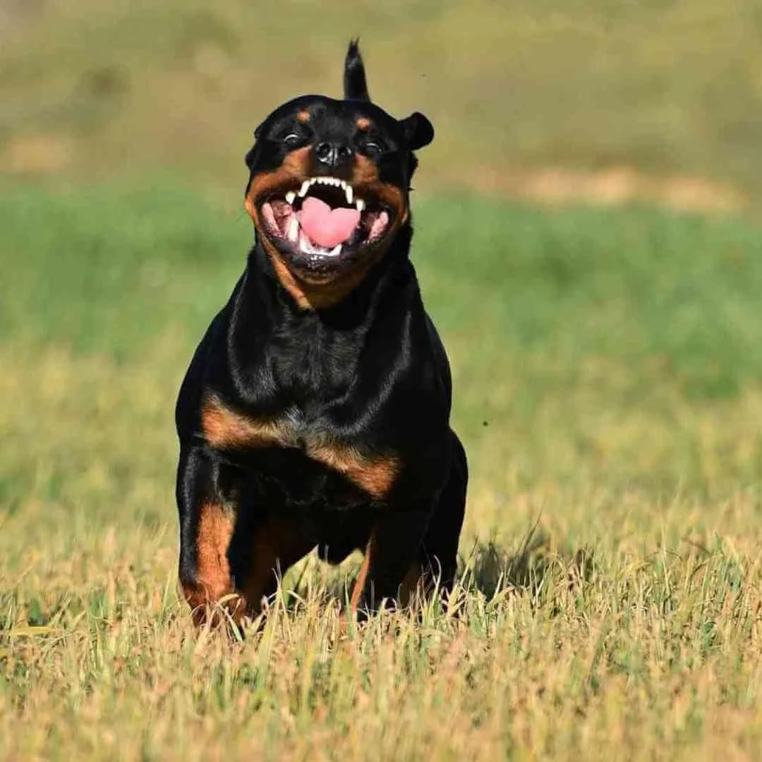 Training Rottweilers - An Honest, Realistic Rottweiler Training Guide ...