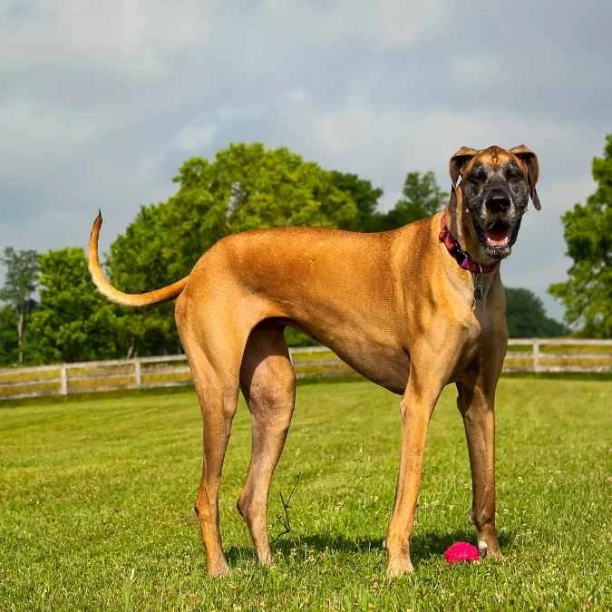 Training Great Danes - The Realistic, Honest Great Dane Training Guide ...