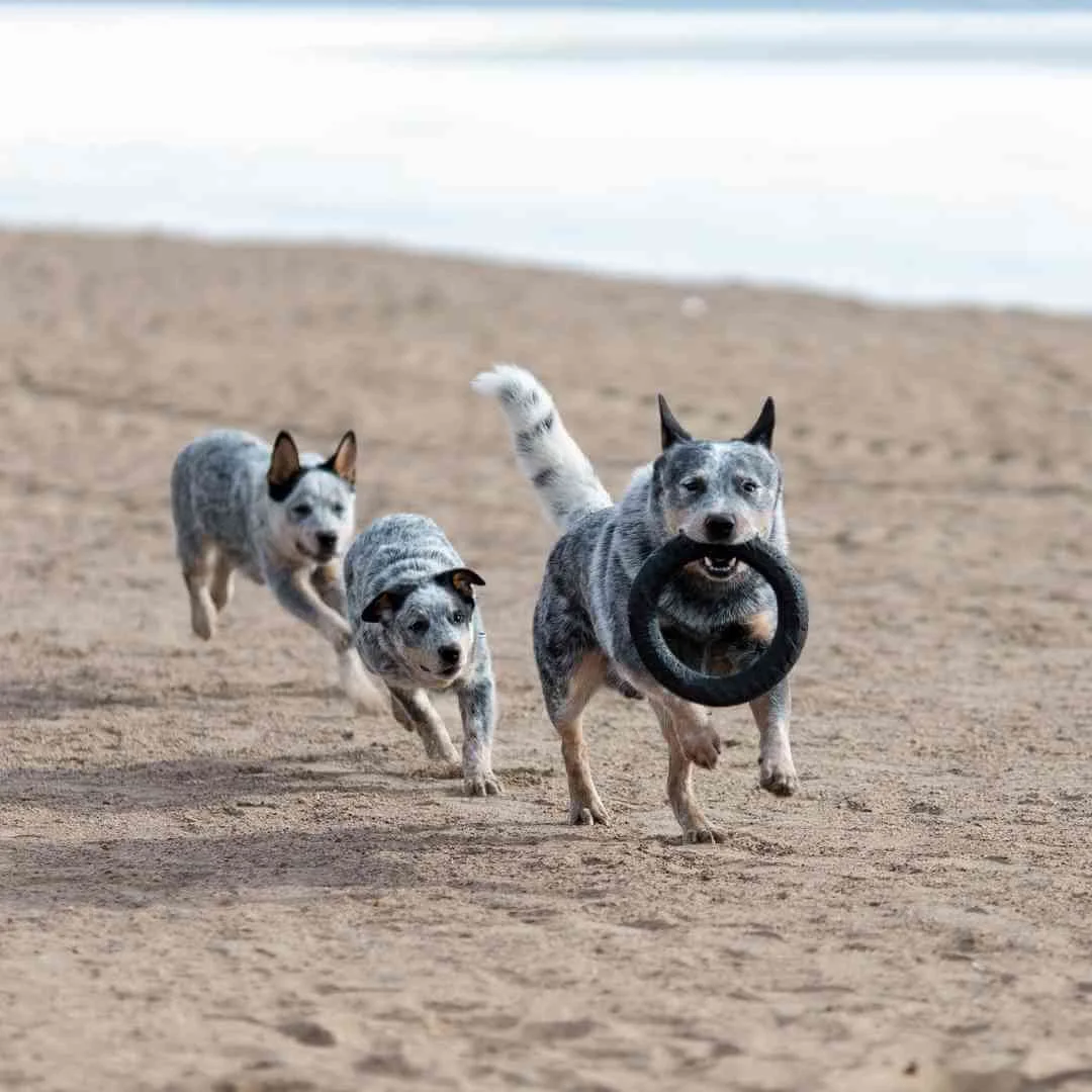 Dog Training for Blue Heelers: Mastering Obedience Skills