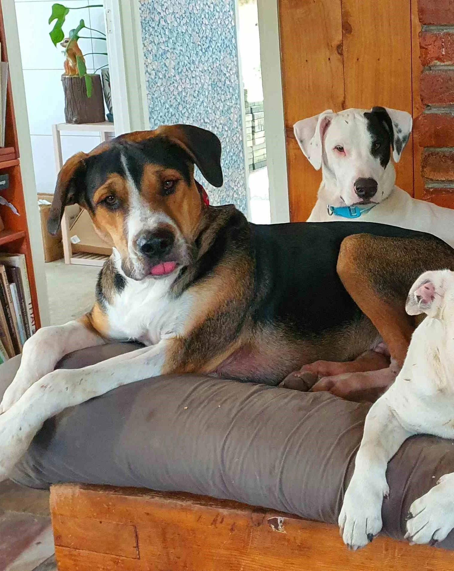 Dog Training Reviews Online Dog Trainer — Best Mate Dog Training