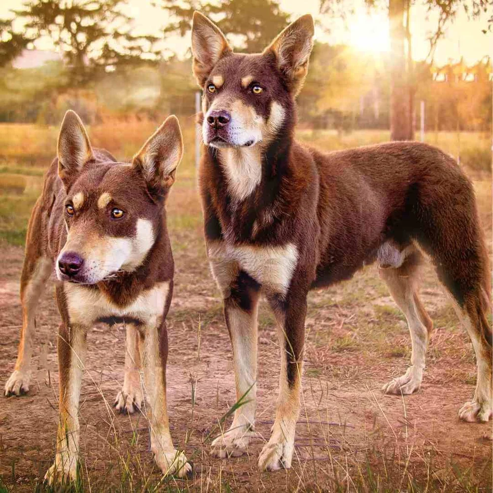 Training Kelpies (as pets) A Realistic, Honest Kelpie Training Guide — Best Mate Dog Training