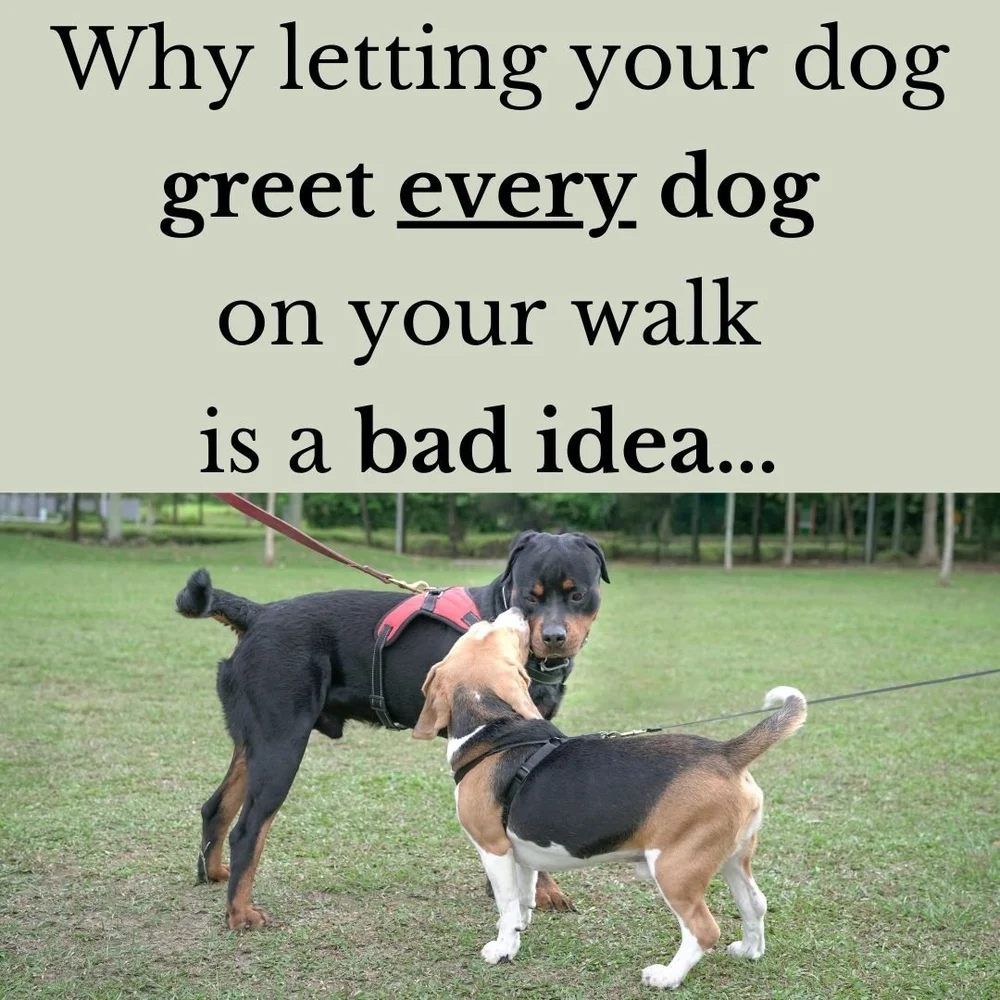 Why letting your dog greet every dog on your walk is a bad idea — Best