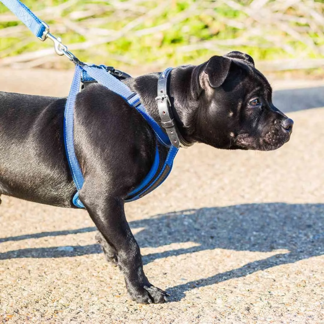 "Best dog harness to stop pulling?" is the WRONG question — Best Mate
