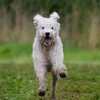 Training Labradoodles - A Realistic & Honest Labradoodle Training Guide ...