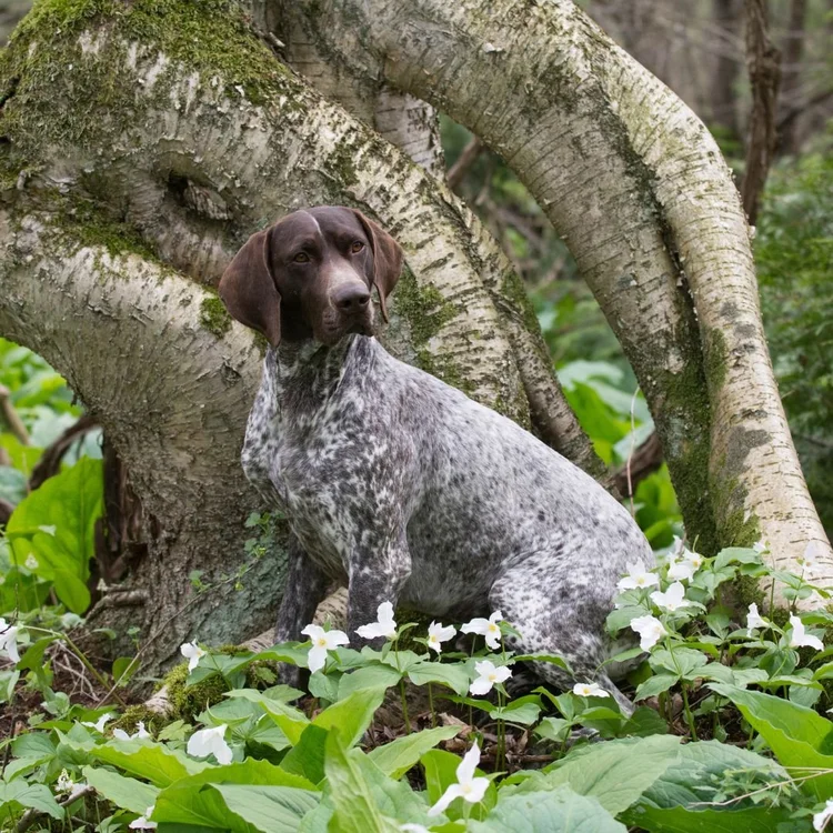 Training GSP - A Realistic, Honest GSP Training Guide — Best Mate Dog ...
