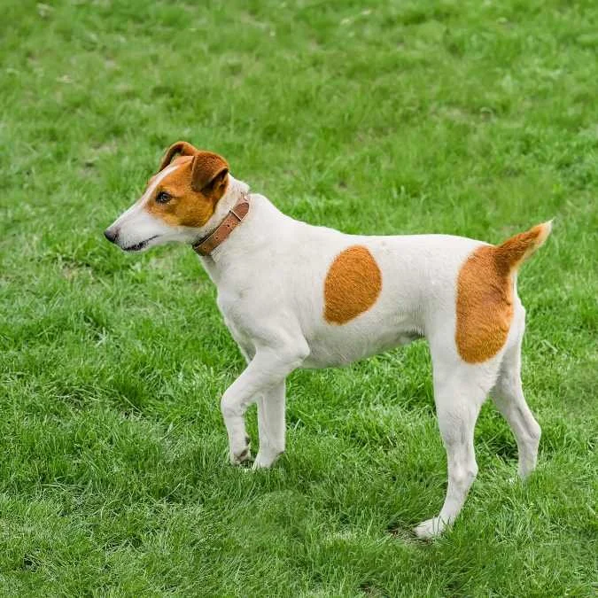 Training Fox Terriers - A Realistic, Honest Fox Terrier Dog Training ...
