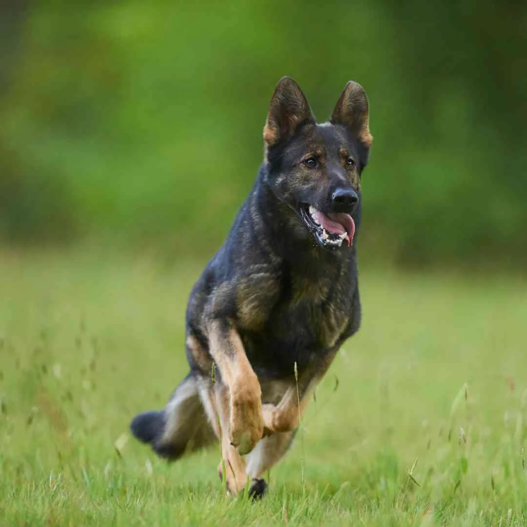 Training German Shepherds A Realistic Honest GSD Training Guide training-german-shepherds-a-realistic-honest-gsd-training-guide