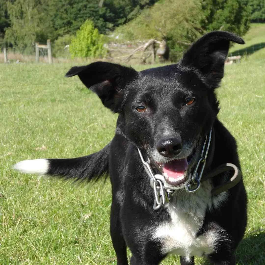 Training Heading Dogs As Pets An Honest NZ Heading Dog Training training-heading-dogs-as-pets-an-honest-nz-heading-dog-training