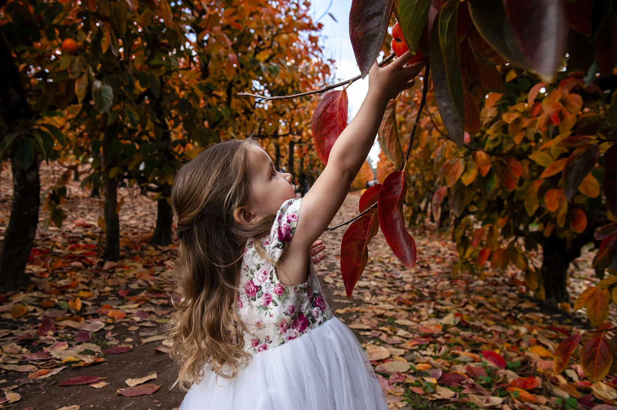 Raeburn Orchard Maternity Chapter Capture Photography 13.jpg