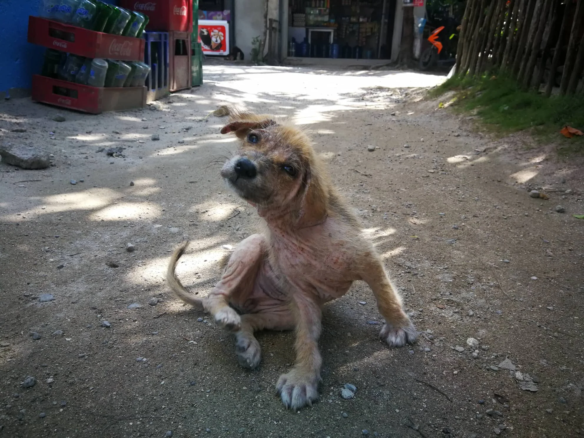 askal dog puppy
